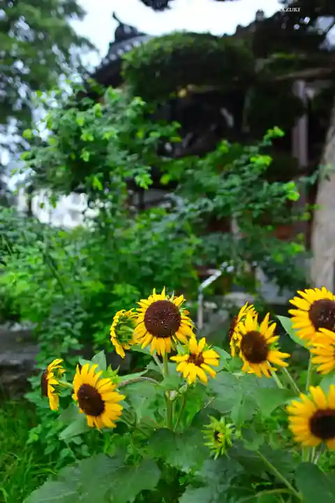 總持寺(東京都)