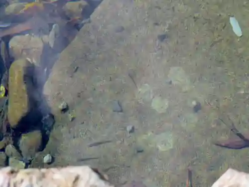 伊勢神宮内宮（皇大神宮）の自然