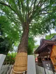 田無神社(東京都)