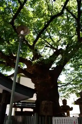 二宮神社の自然