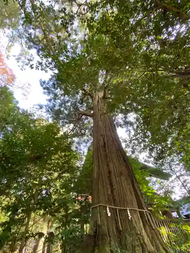 須佐神社の自然