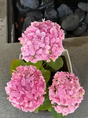 玉村八幡宮(群馬県)