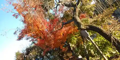 北野天満宮の自然