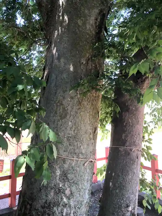 小川月神社の自然