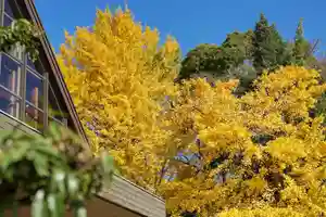 善光寺別院願王寺の自然(2019年12月02日(月) 21時17分36秒投稿)