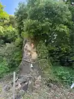 米之宮浅間神社(静岡県)