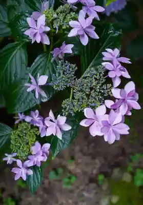東大寺別院阿弥陀寺(山口県)