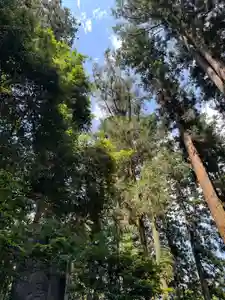 大宮温泉神社の自然(2022年06月13日(月) 08時07分31秒投稿)