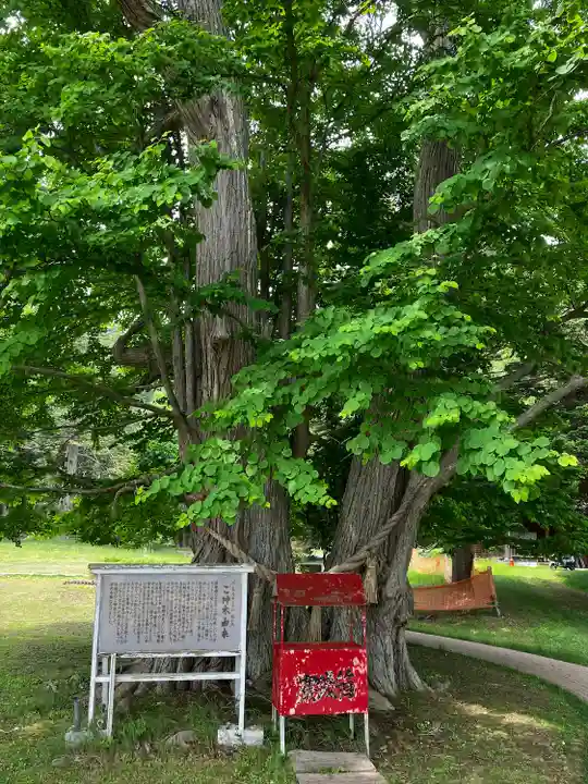 神社(洞爺湖中の島)の自然