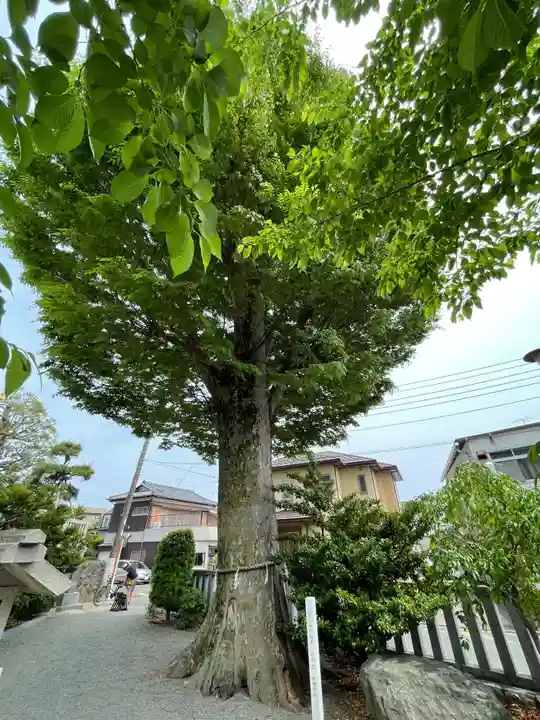 伊勢原大神宮の自然
