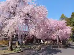 赤門の寺　法蔵寺の自然