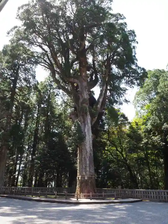 霧島神宮の自然
