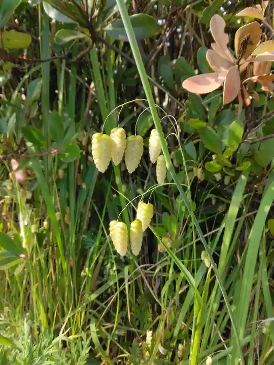 若都王子神社(兵庫県)