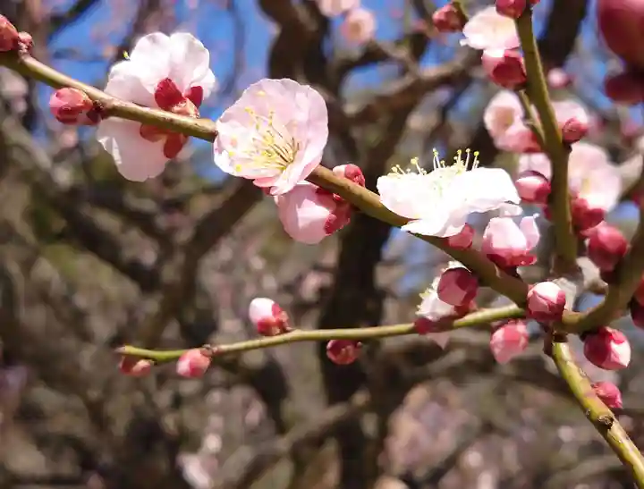 武蔵一宮氷川神社(埼玉県)