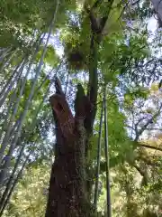 神龍八大龍王神社の自然