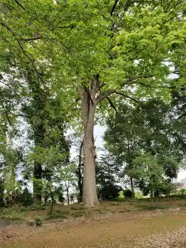 乙女八幡宮の自然