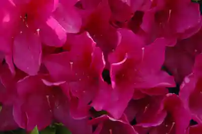 玉敷神社(埼玉県)