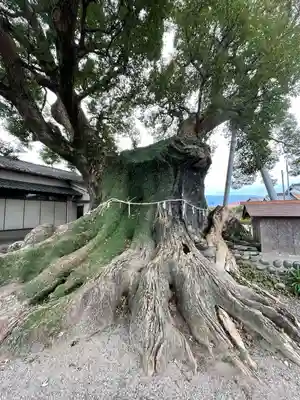 隠家の森の自然