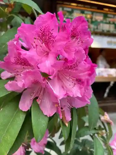 東京大神宮(東京都)