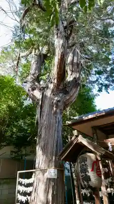 御嶽神社の{uncategorized: "未分類", other: "その他", undefined: "問題あり", building: "その他建物", grave: "お墓", sacred_gate: "鳥居", guardian: "狛犬", statue: "像", buddha: "仏像", history: "歴史", nature: "自然", garden: "庭園", animal: "動物", pagoda: "塔", temizu: "手水舎", mountain_gate: "山門・神門", sanctuary: "本殿・本堂", subordinate: "末社・摂社", art: "芸術", scenery: "景色", jizo: "地蔵", ema: "絵馬", goshuin: "御朱印", omikuji: "おみくじ", items: "授与品その他", amulet: "お守り", goshuincho: "御朱印帳", eats: "食事", festival: "お祭り", votive_dance: "神楽", shichigosan: "七五三参", wedding: "結婚式", experience: "体験その他", initially: "初詣", around: "周辺", anti_infection: "感染症対策"}