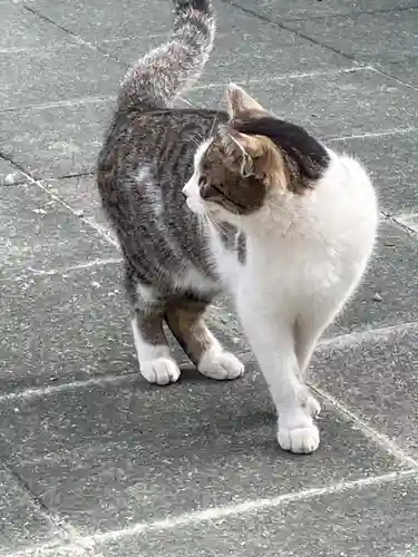 荘嚴浄土寺の動物