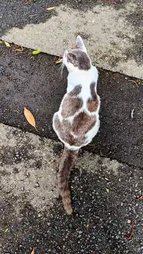 大宮・大原神社の動物