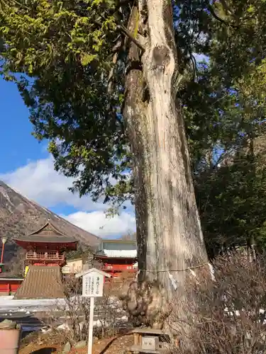 中禅寺の自然