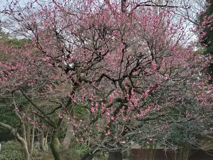 伊勢神社の自然