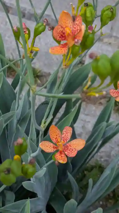 香雪院(京都府)