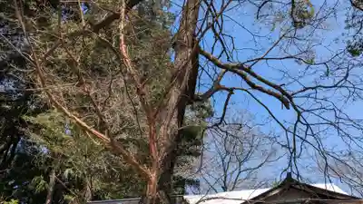 東雲神社の自然