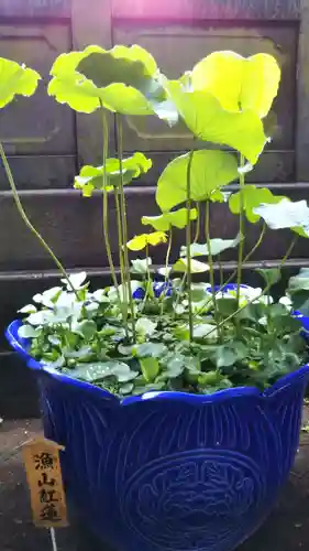 成田山深川不動堂（新勝寺東京別院）の自然