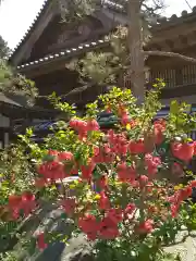 長谷寺の自然