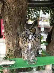 宮地嶽神社の動物