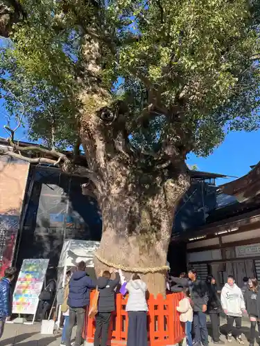 宇佐神宮の自然