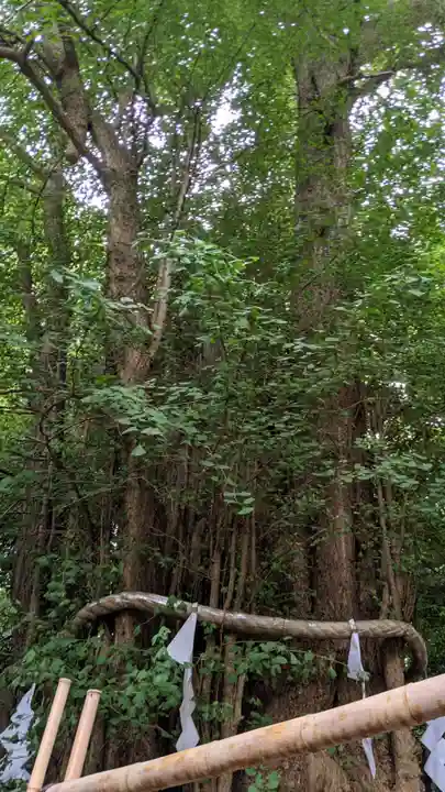 大國魂神社の自然