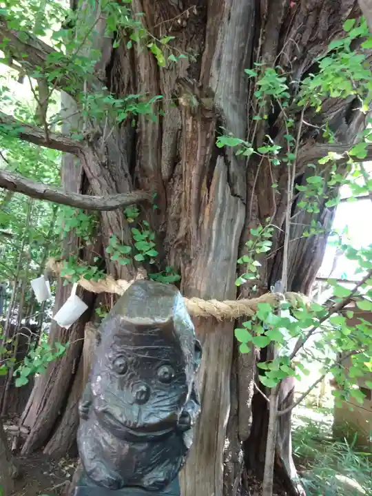 稲毛神社の自然