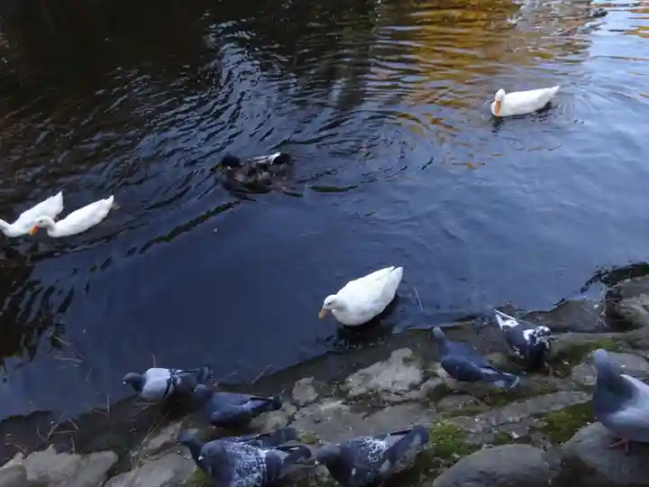 平塚八幡宮の動物