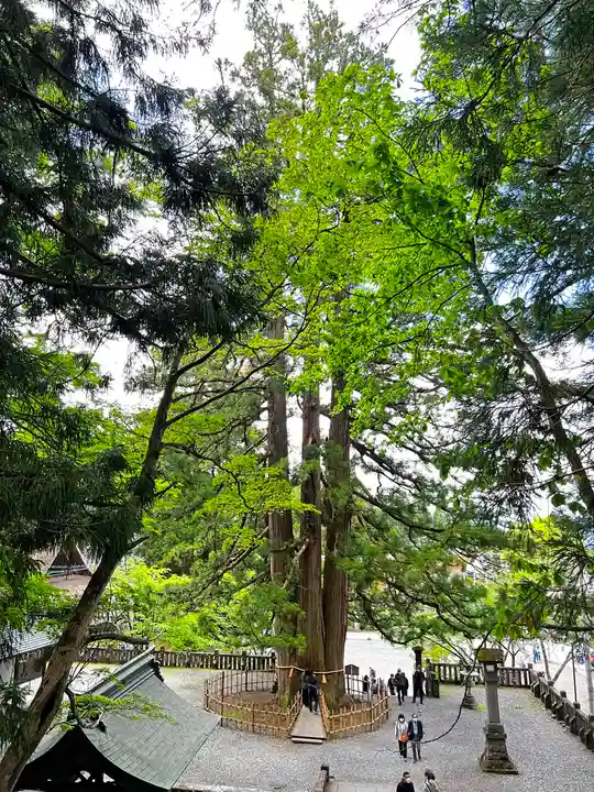 戸隠神社中社の自然