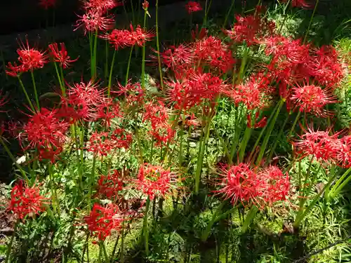 横浜　西方寺の自然
