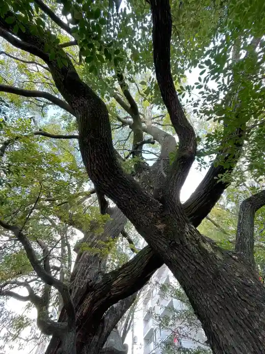 若一神社(京都府)