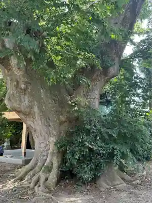 櫻井神社(新潟県)