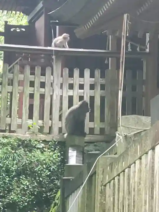 秩父若御子神社の動物