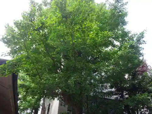 銀杏岡八幡神社の自然