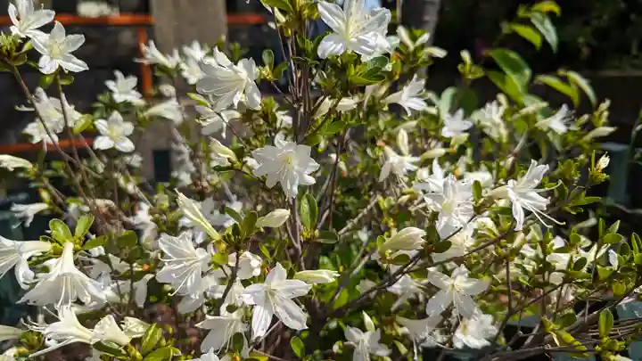 六孫王神社(京都府)