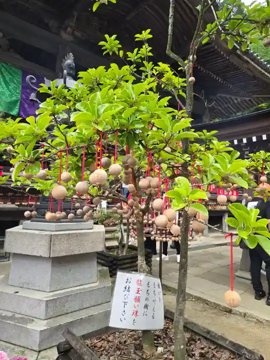 岡寺(龍蓋寺)(奈良県)