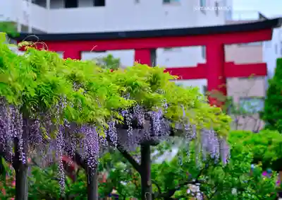 亀戸天神社(東京都)