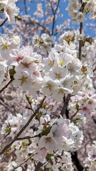 墨染寺(桜寺)(京都府)