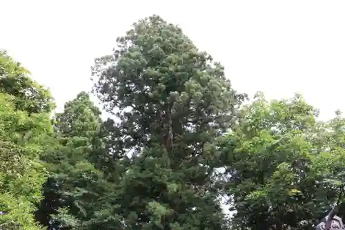 戸隠神社中社の自然