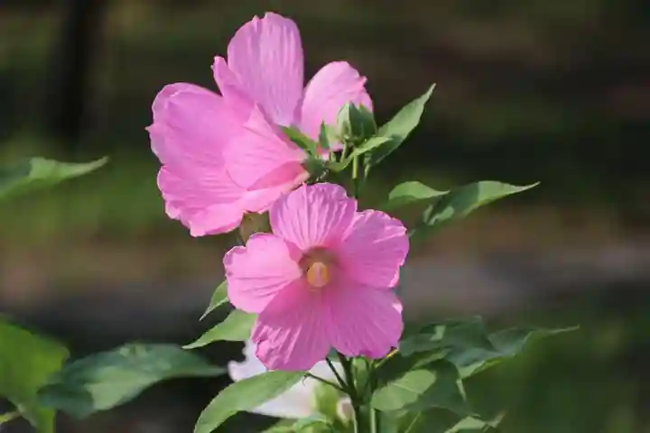 阿久津「田村神社」(郡山市阿久津町)旧社名:伊豆箱根三嶋三社の庭園