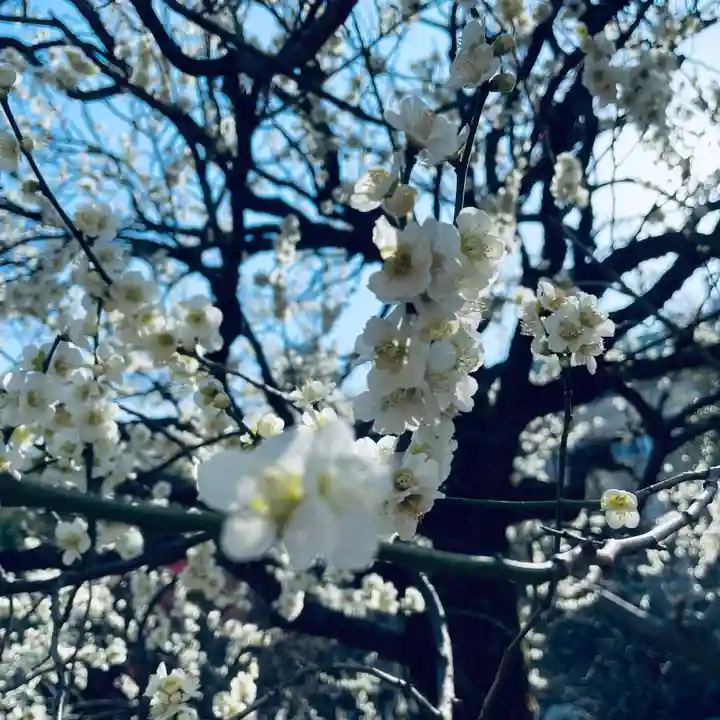 湯島天満宮の自然
